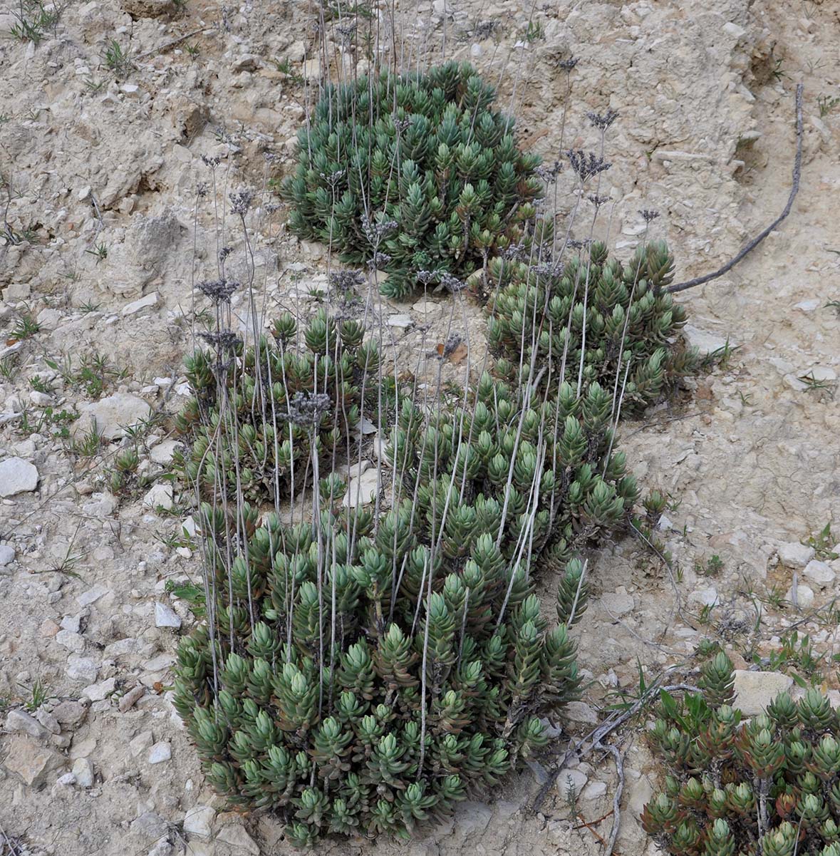 Image of Sedum sediforme specimen.