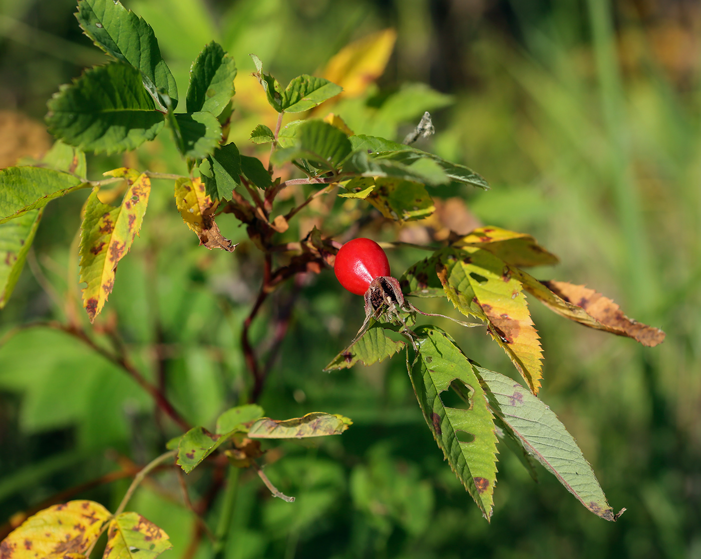 Изображение особи Rosa cinnamomea.