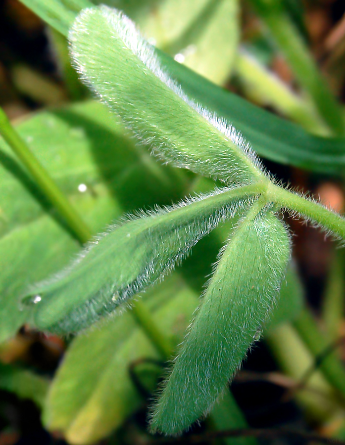 Image of Trifolium trichocephalum specimen.