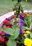 Epipactis helleborine. Часть соцветия с колонией тли. Москва, ЮАО, Нагорный р-н, Варшавское шоссе, в культуре. 22.06.2019.