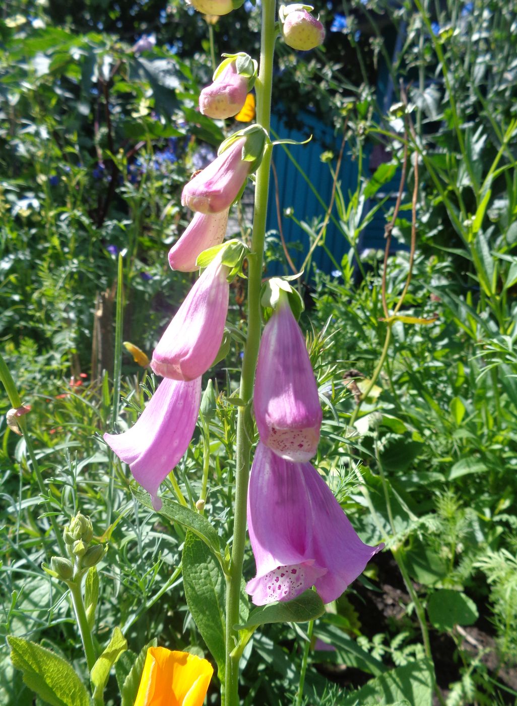 Image of Digitalis purpurea specimen.