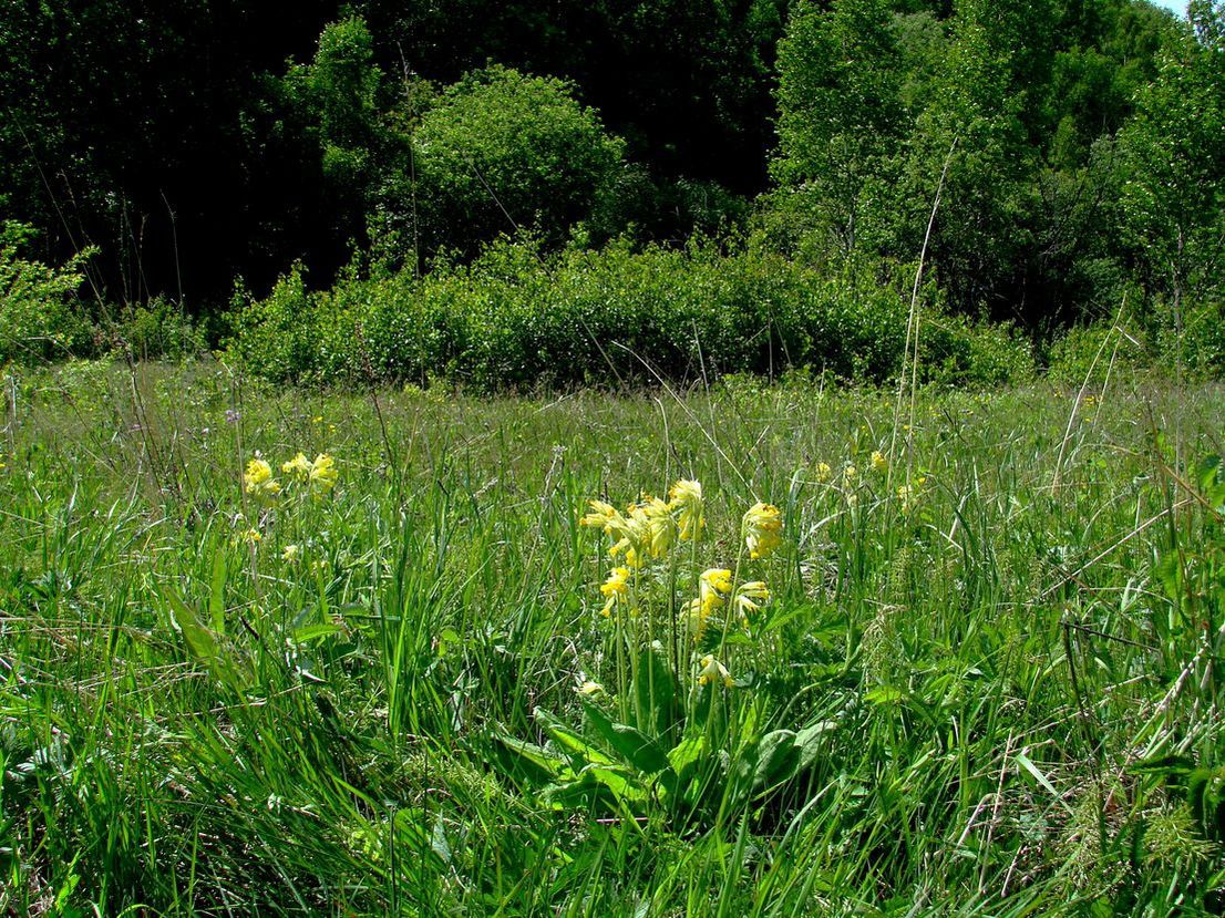 Image of Primula macrocalyx specimen.