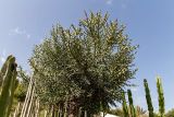 Euphorbia stenoclada. Вегетирующее растение. Израиль, Шарон, г. Тель-Авив, ботанический сад университета. 22.10.2018.