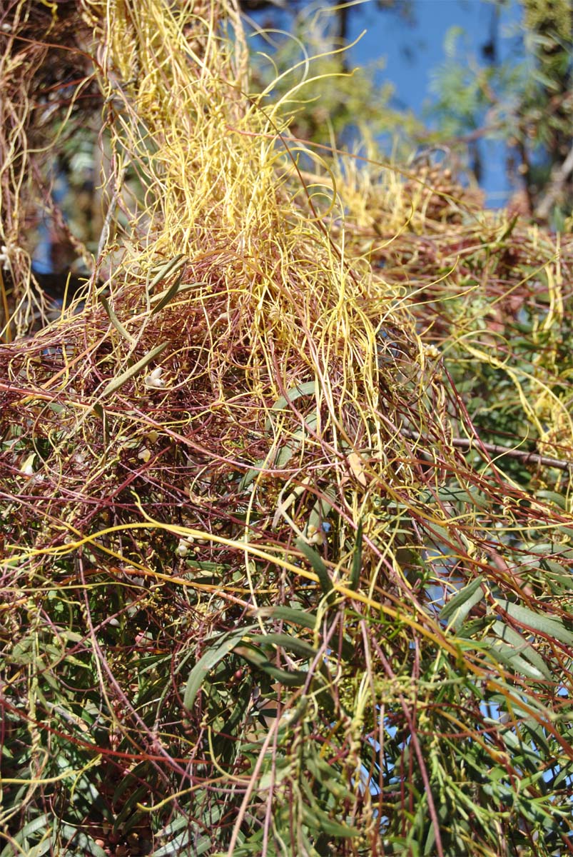 Image of Cassytha filiformis specimen.