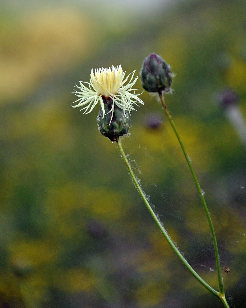 Изображение особи Rhaponticoides ruthenica.