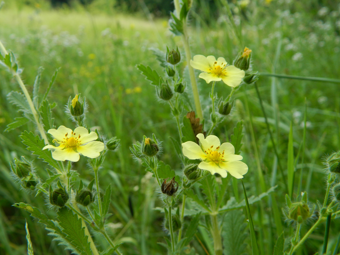 Image of Potentilla astracanica specimen.