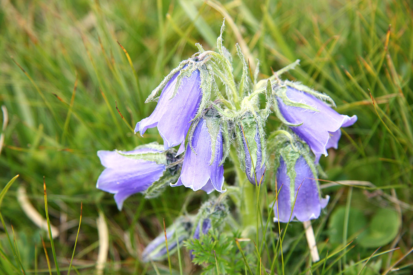 Изображение особи Campanula alpina.