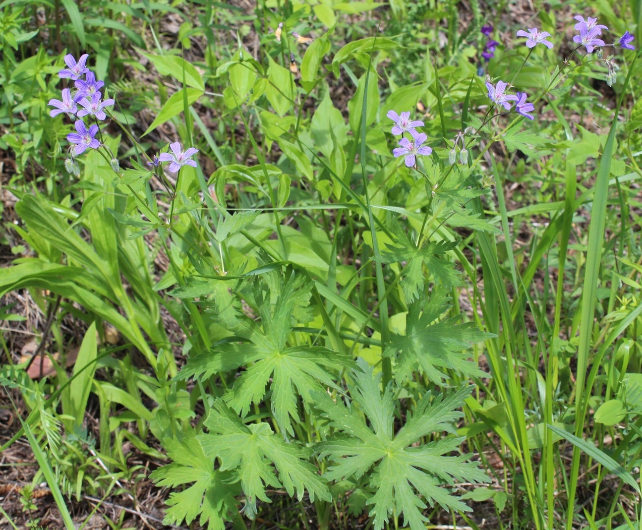 Image of Geranium igoschinae specimen.