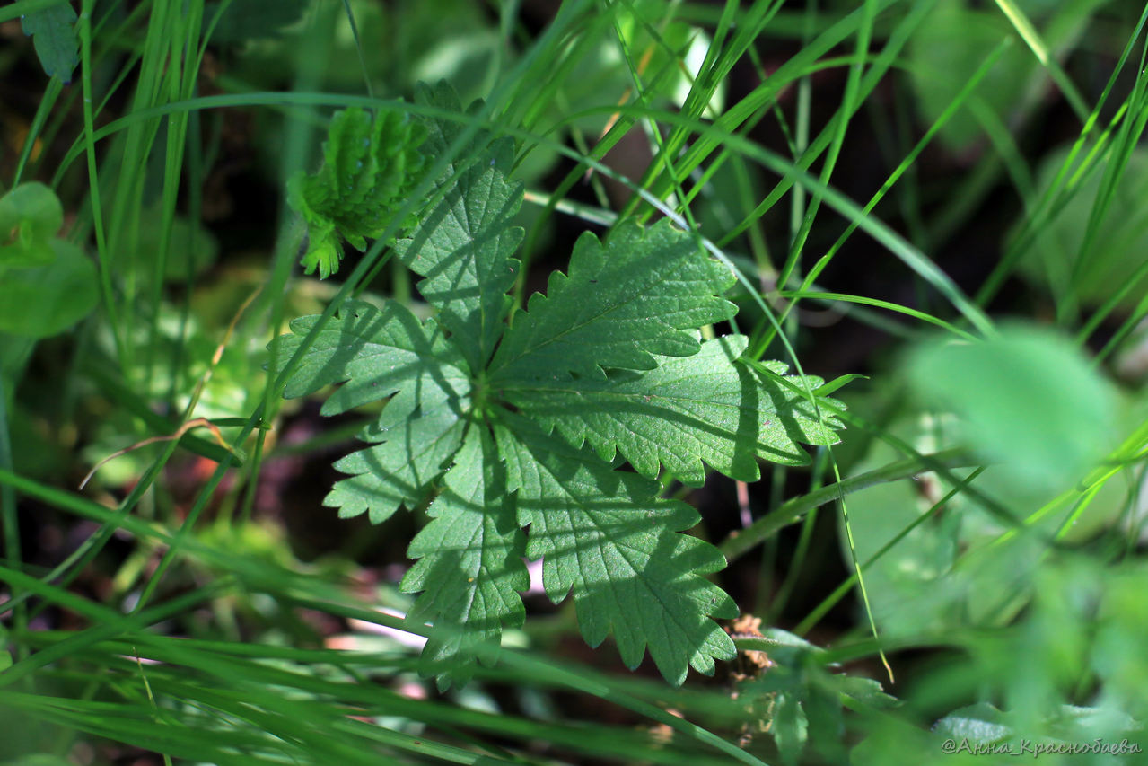 Image of Potentilla heptaphylla specimen.