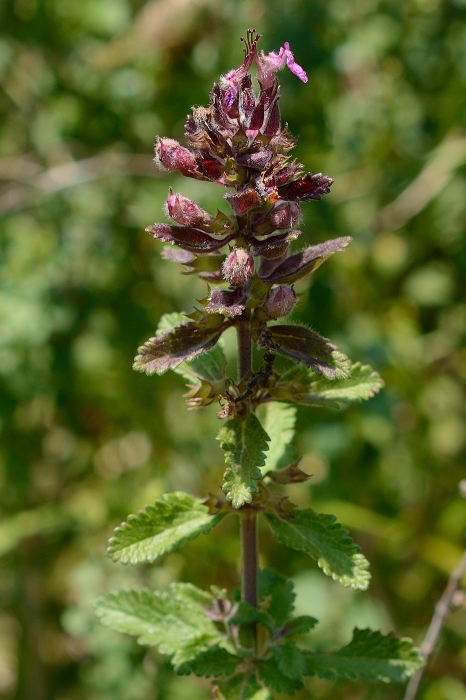 Image of Teucrium chamaedrys specimen.