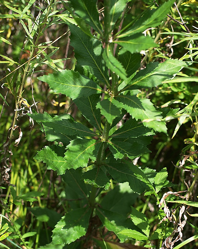 Image of Adenophora verticillata specimen.