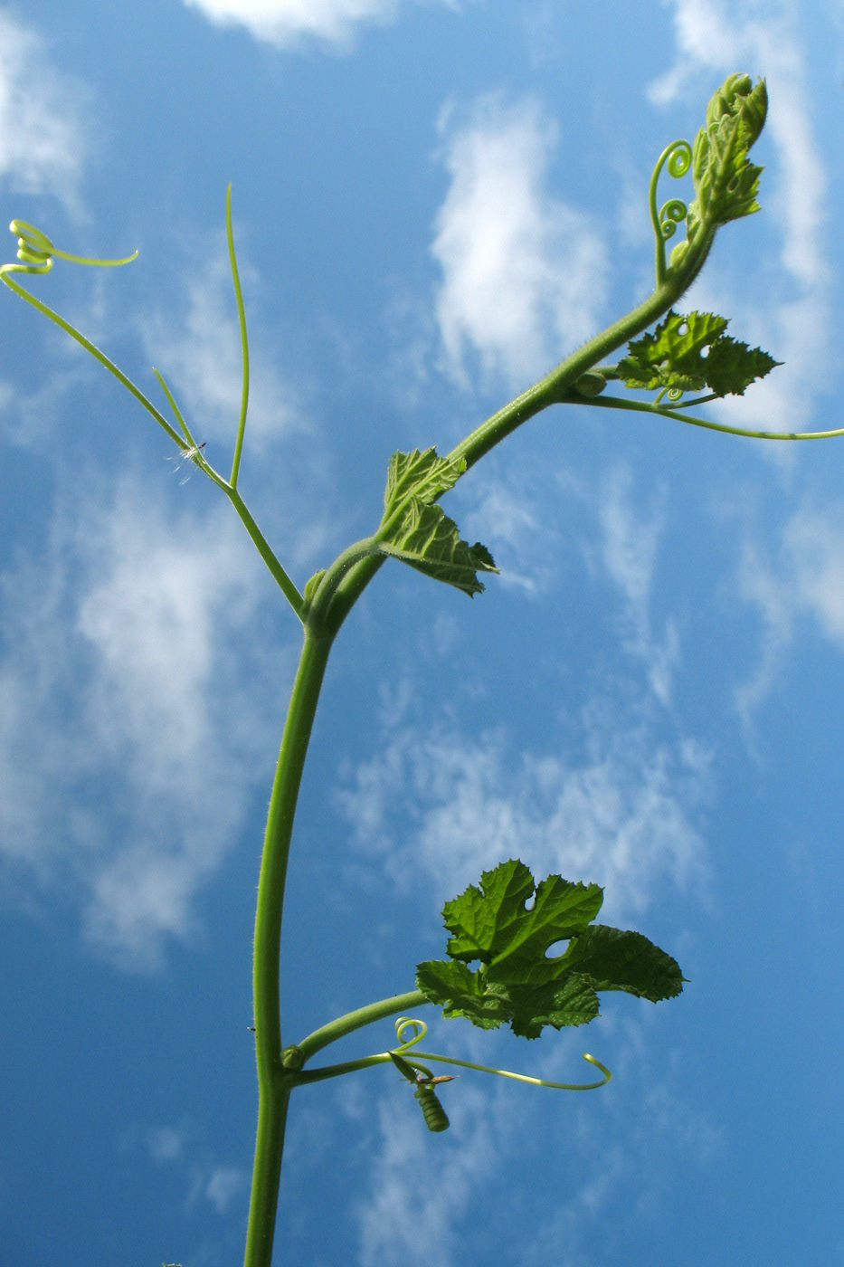 Изображение особи Cucurbita ficifolia.