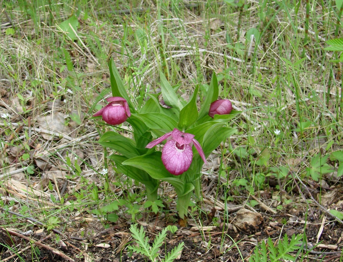 Изображение особи Cypripedium macranthos.