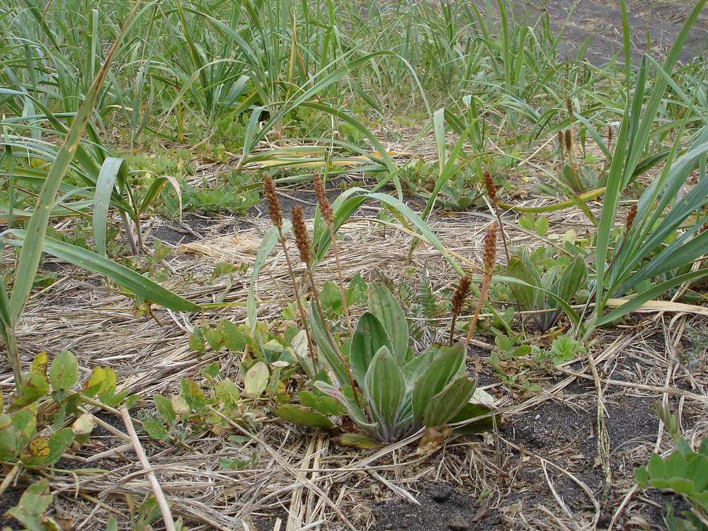 Изображение особи Plantago camtschatica.