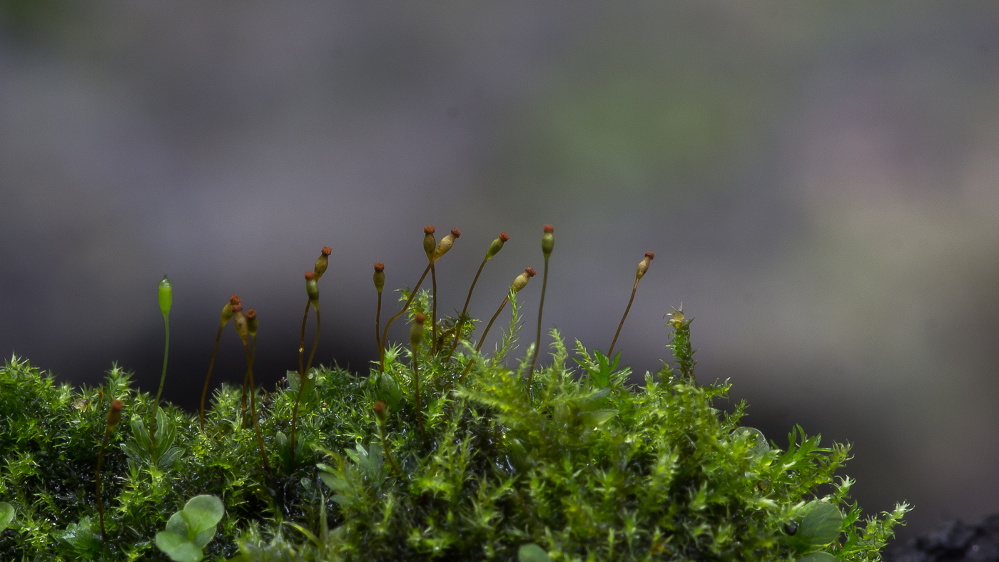 Изображение особи Fissidens bryoides.