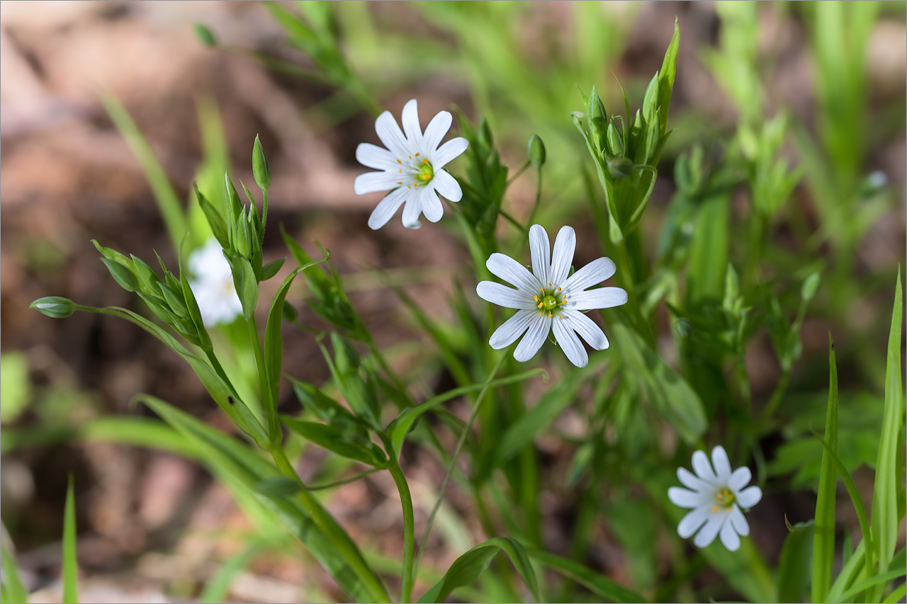 Изображение особи Stellaria holostea.