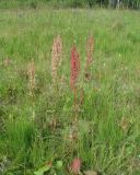 Rumex aquaticus. Плодоносящие растения. Иркутская обл., Слюдянский р-н, окр. мыса Шаманский, заболоченный луг. 27.07.2020.