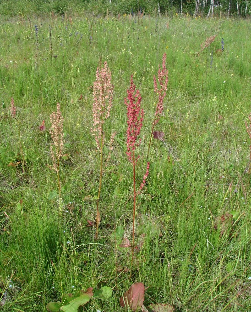 Изображение особи Rumex aquaticus.