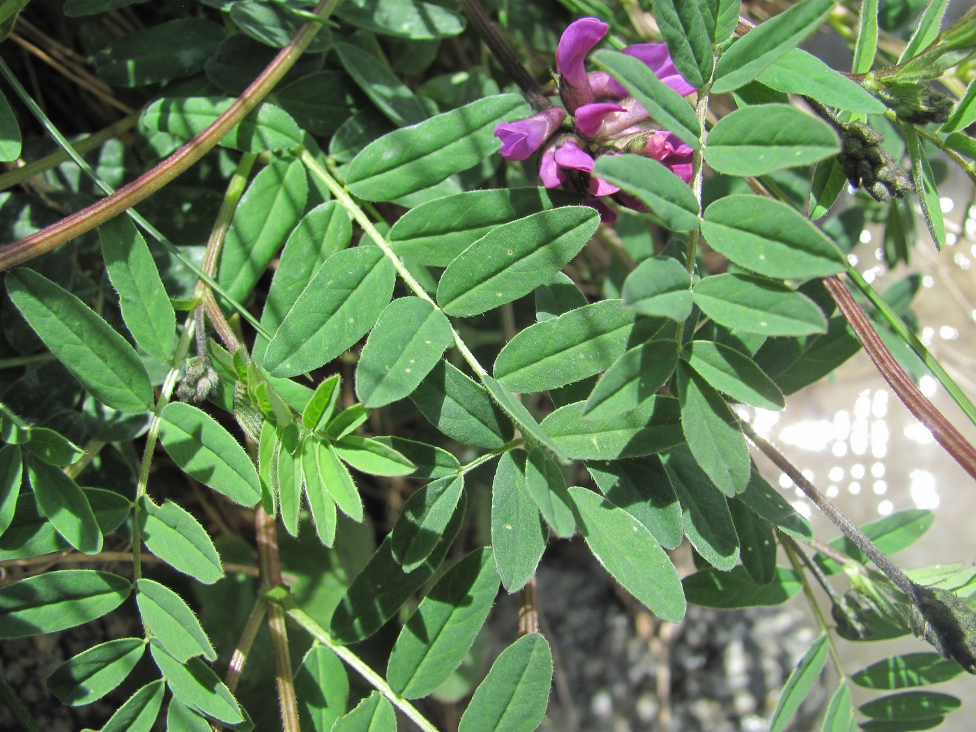 Image of Astragalus brachytropis specimen.