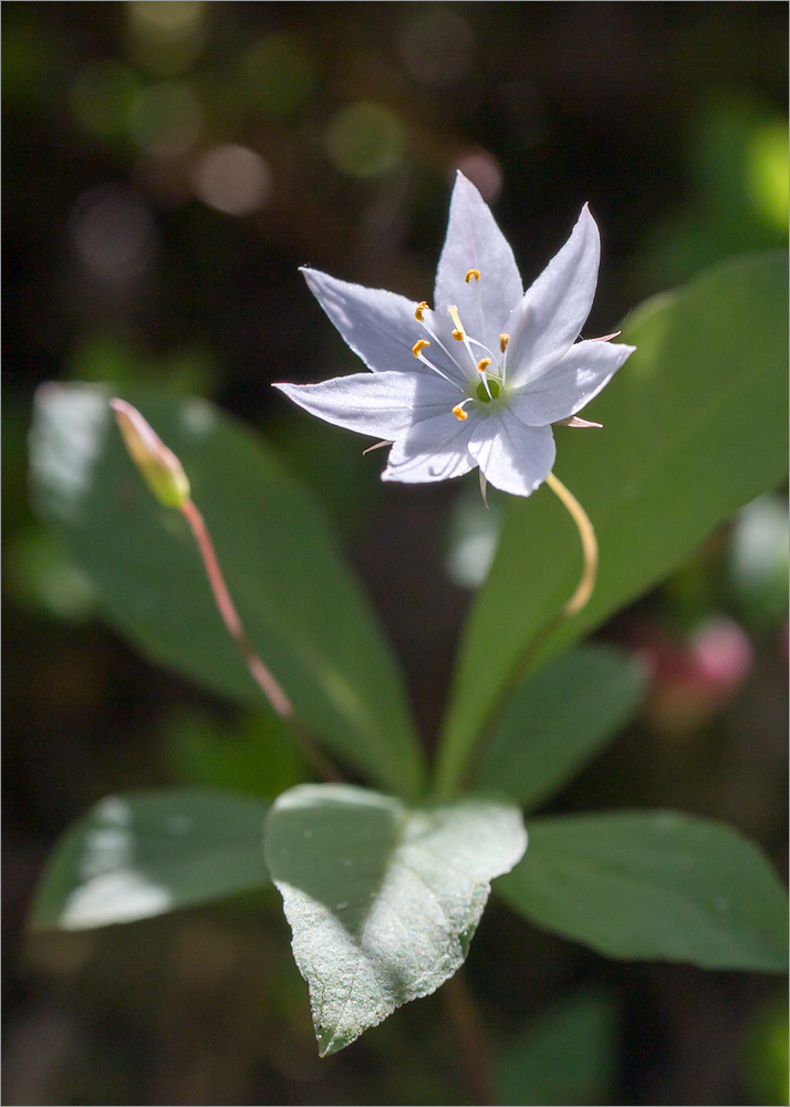 Image of Trientalis europaea specimen.