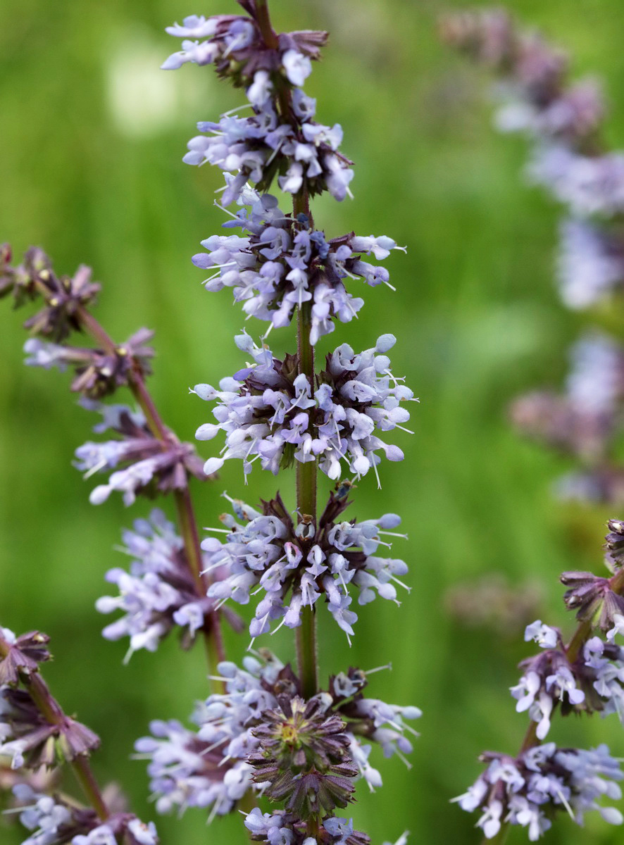 Image of Salvia verticillata specimen.