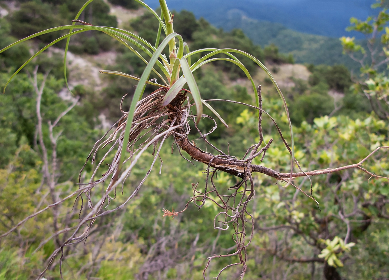 Image of Bupleurum woronowii specimen.