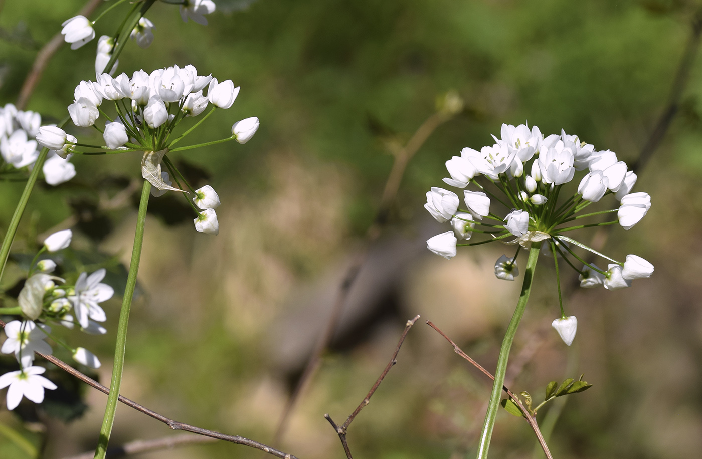 Image of Allium neapolitanum specimen.