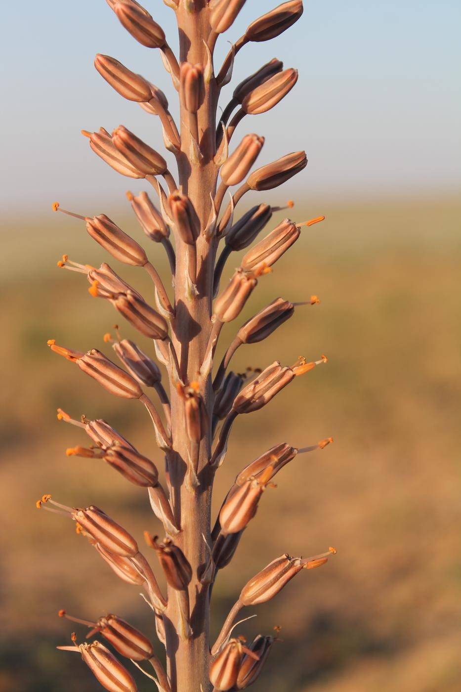 Изображение особи Eremurus inderiensis.