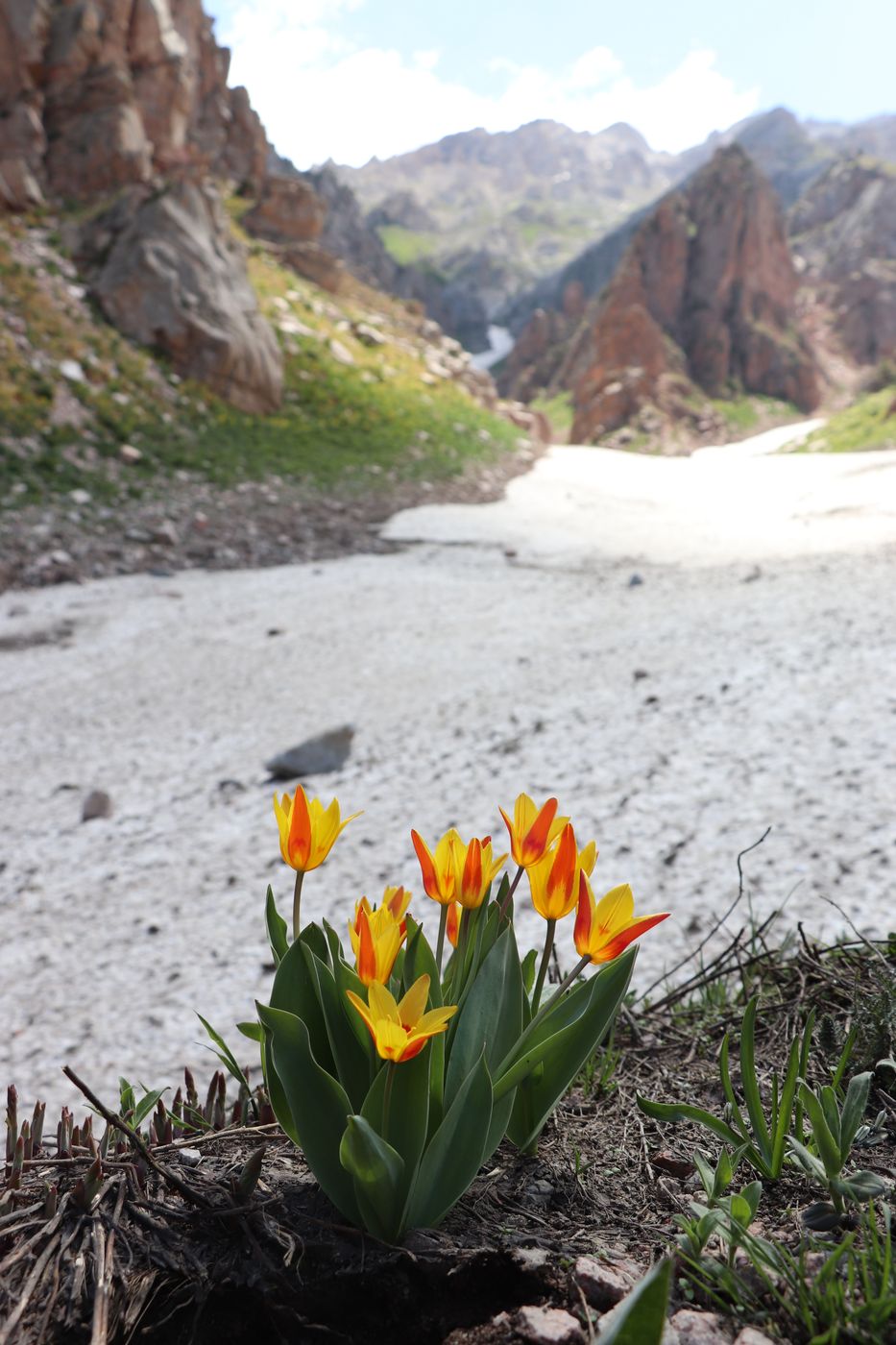 Изображение особи Tulipa tschimganica.