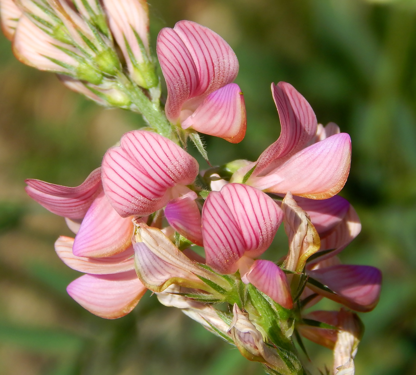 Image of Onobrychis viciifolia specimen.