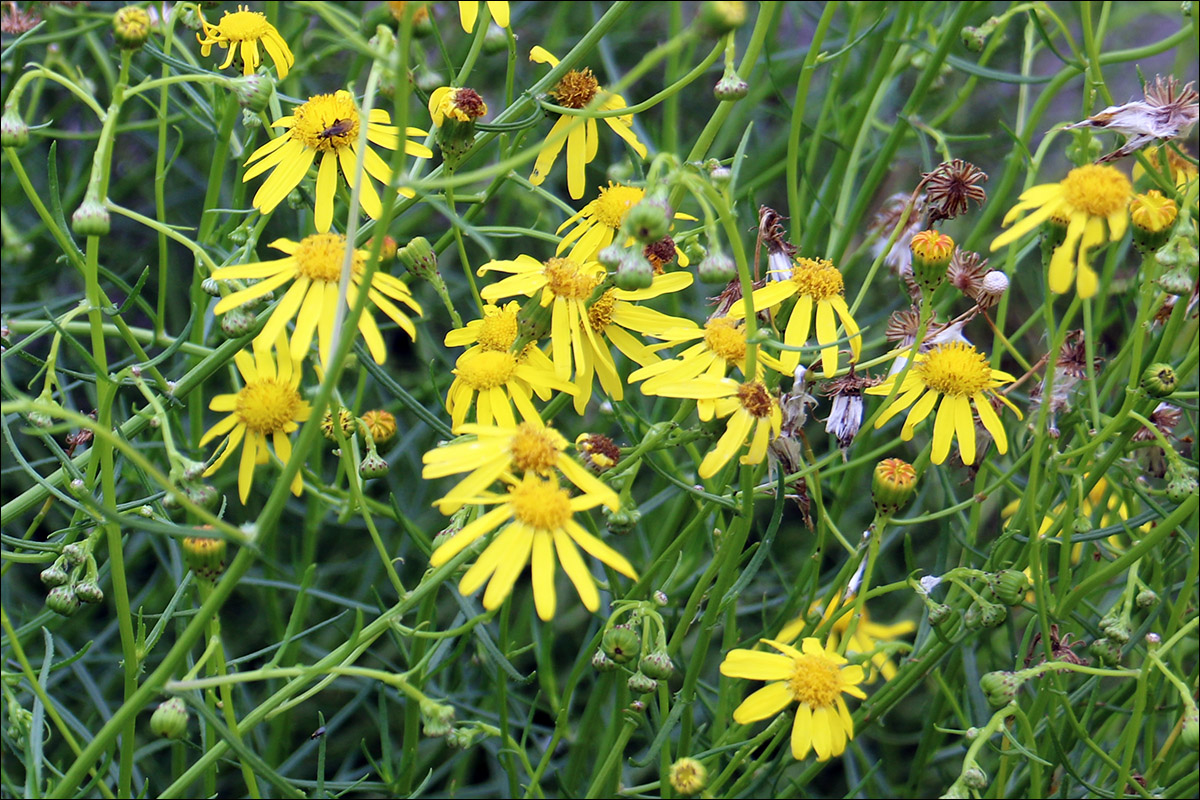 Image of Senecio inaequidens specimen.