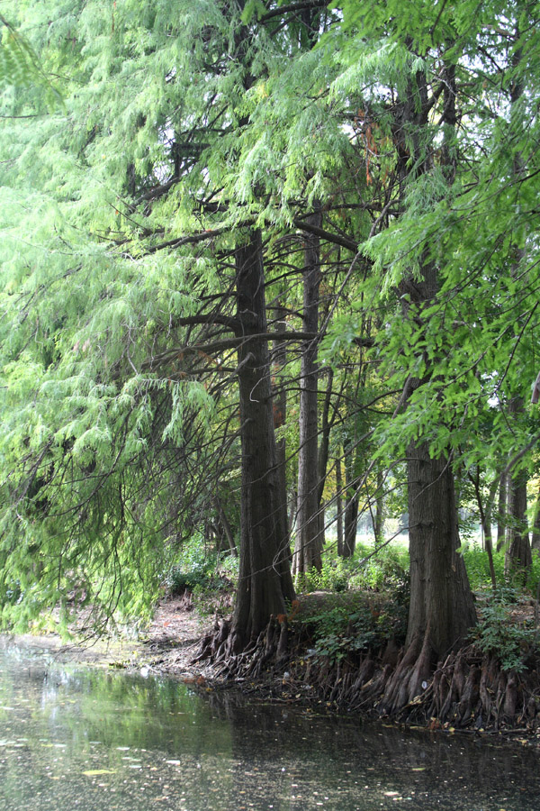 Image of Taxodium distichum specimen.