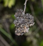 Gymnosporia buxifolia