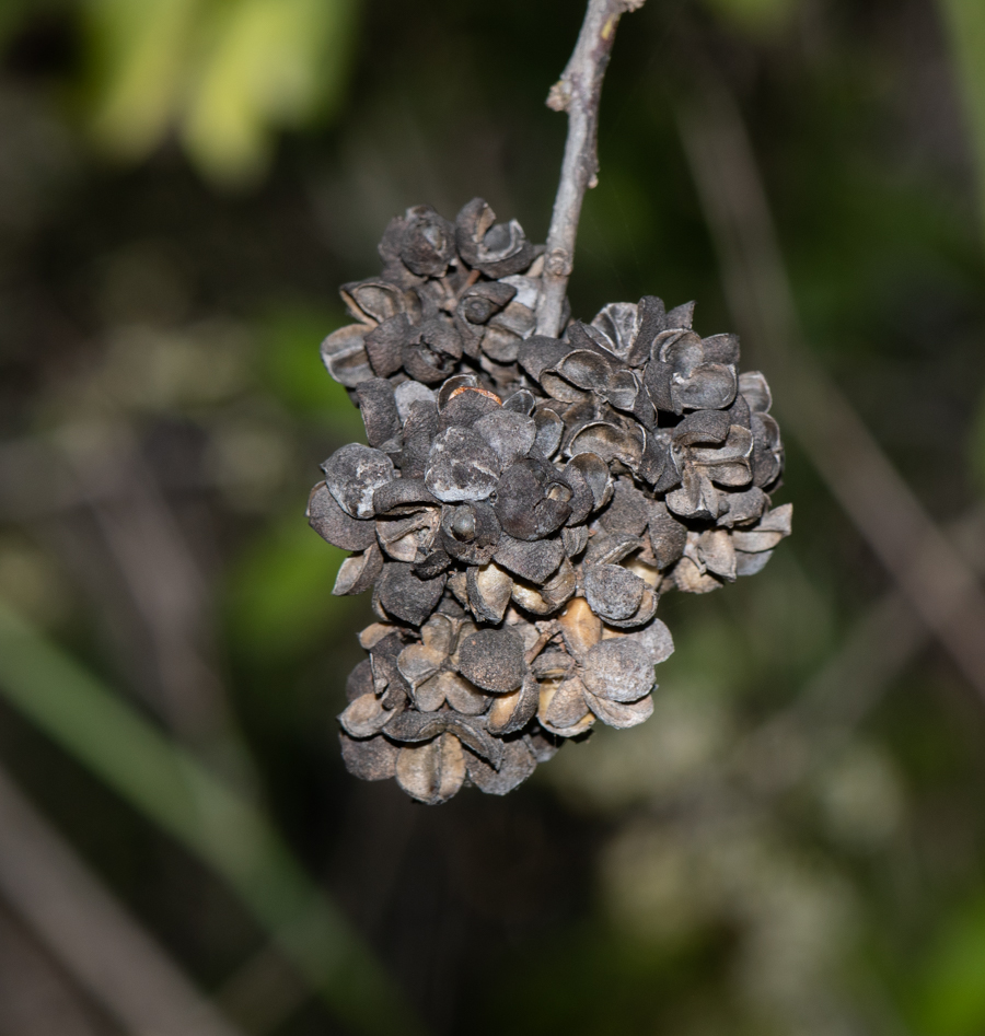 Image of Gymnosporia buxifolia specimen.