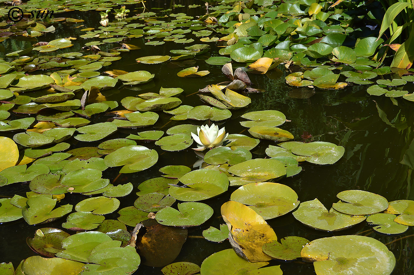 Изображение особи Nymphaea odorata.