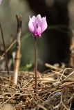 Cyclamen graecum