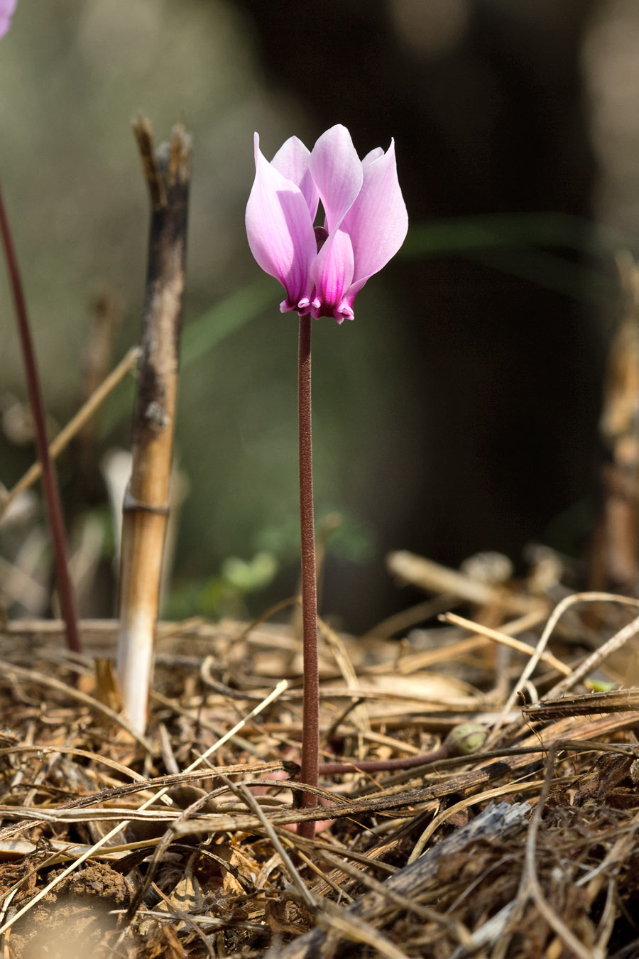 Изображение особи Cyclamen graecum.