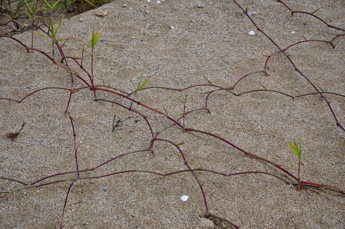 Изображение особи семейство Poaceae.