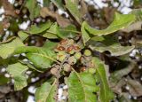 Pappea capensis. Верхушка побега с соплодием. Израиль, Иудейские горы, г. Иерусалим, ботанический сад университета. 15.02.2022.