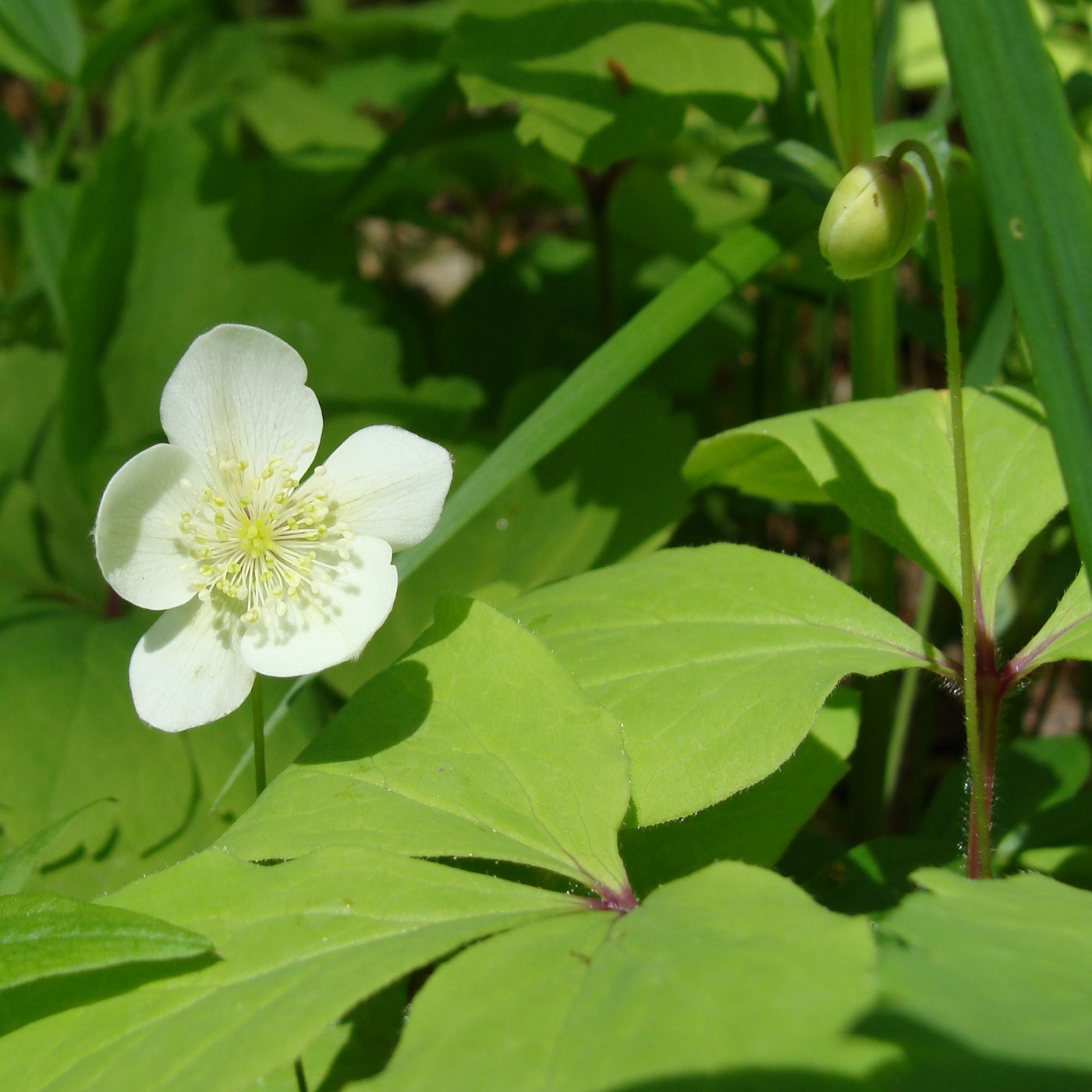 Изображение особи Anemone udensis.