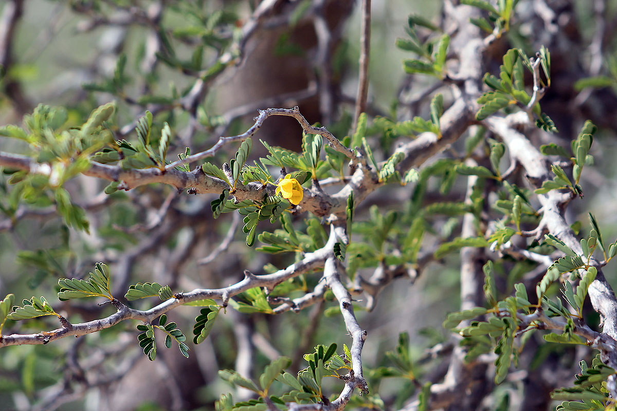 Изображение особи Senna meridionalis.