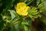 Potentilla reptans