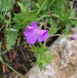 Geranium sanguineum. Цветок и бутон в каплях росы. Республика Ингушетия, Джейрахский р-н, окр. урочища Оасег, высота ок. 2100 м н.у.м., луг с невысокой травой. 18 июня 2022 г.