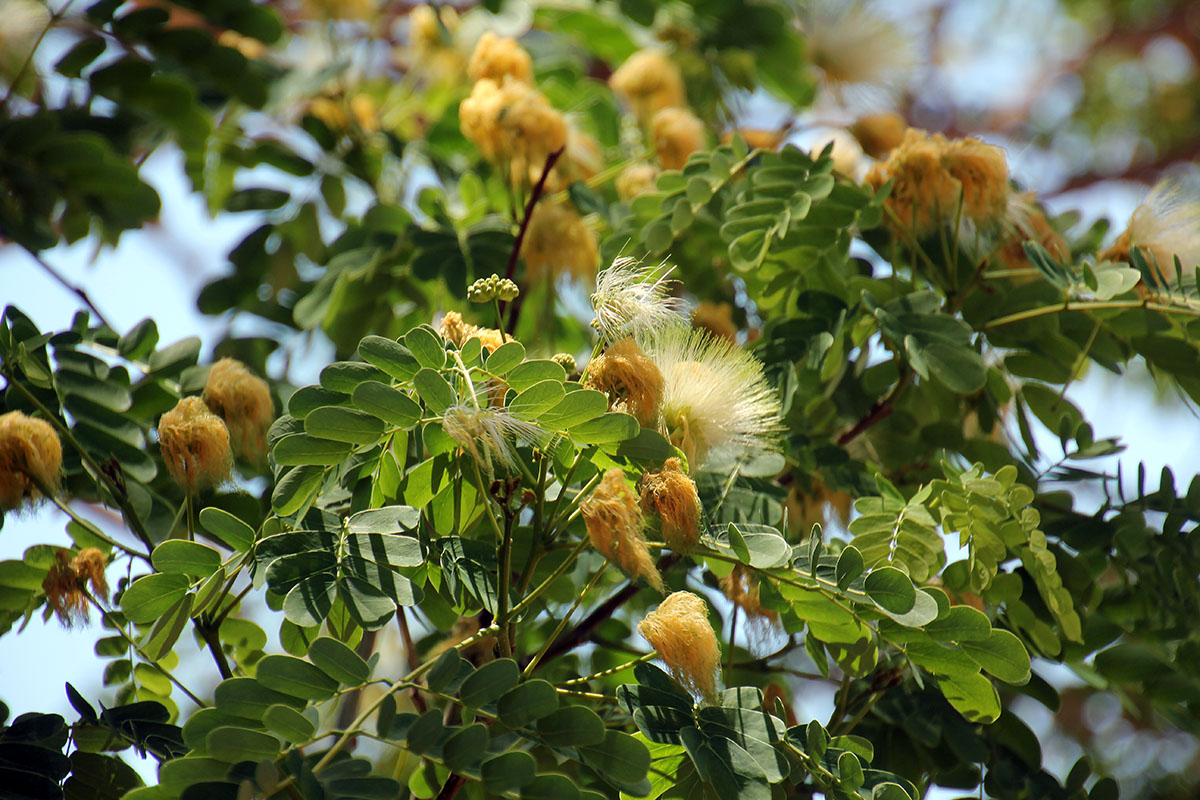 Изображение особи семейство Fabaceae.