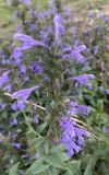 Nepeta sibirica