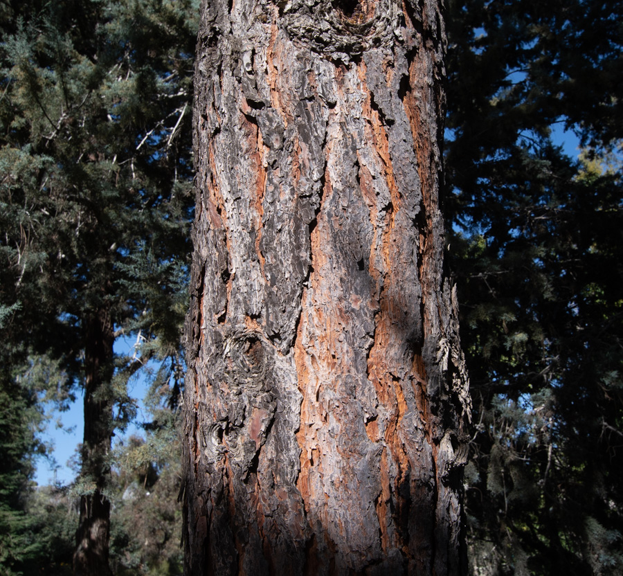 Image of Pinus torreyana specimen.