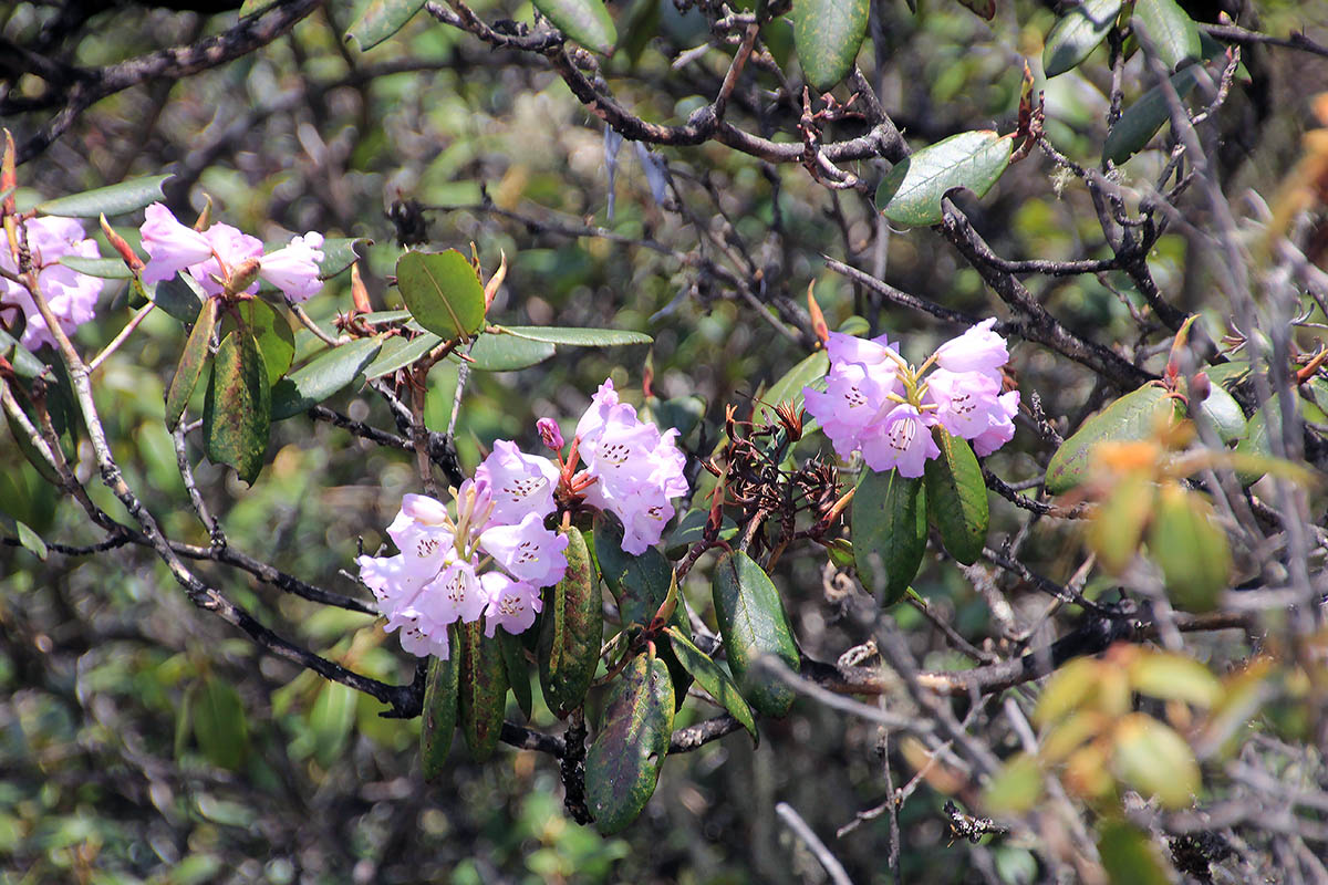 Image of genus Rhododendron specimen.