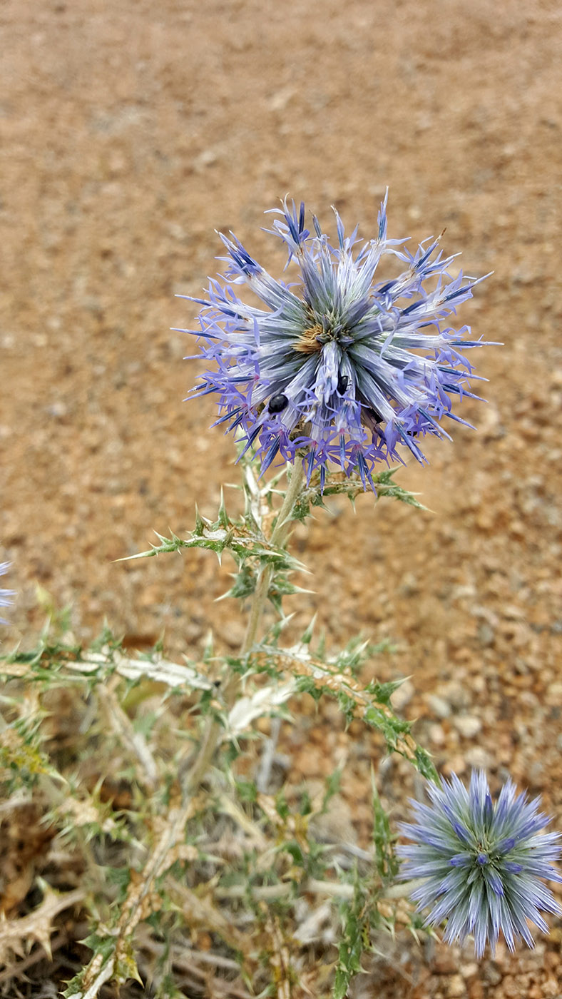 Изображение особи Echinops ritro.