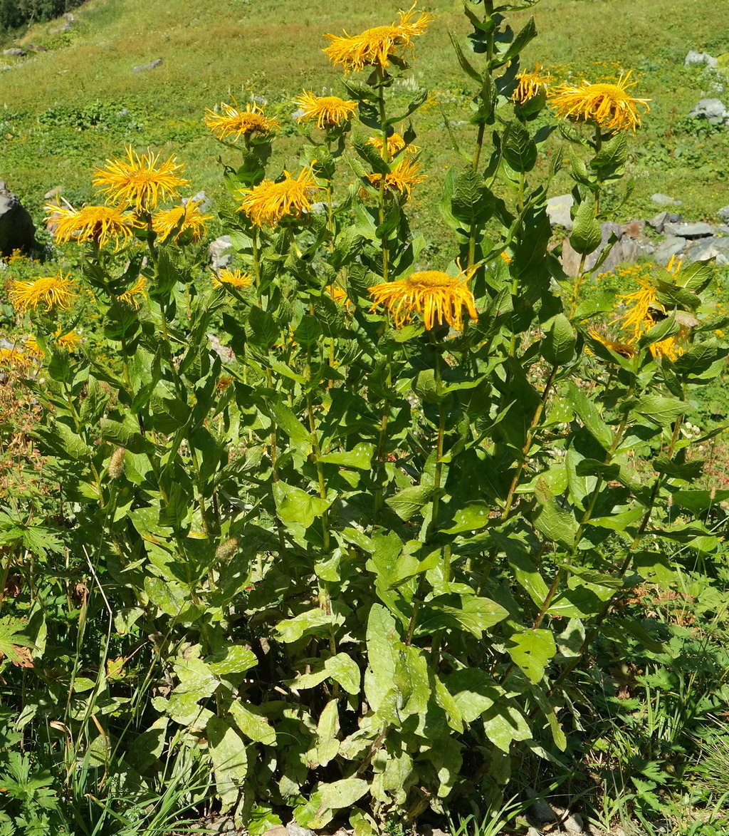 Изображение особи Inula orientalis.