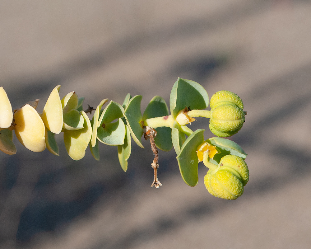 Изображение особи Euphorbia paralias.